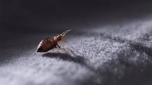 Recognising Bed Bugs And Preventing Infestation | Gouvernement Du Québec