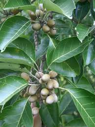 Image result for Terminalia bellirica