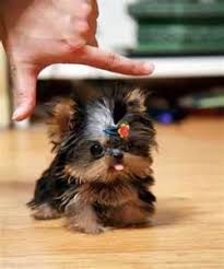 If your yorkie is having puppies, you should see a puppy being born about every 60 minutes. Yorkies Cute Baby Animals Cute Animals Teacup Puppies