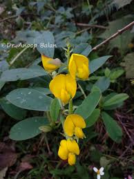 Image result for Crotalaria spectabilis