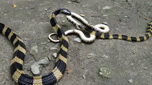 Cant wait to get ahold of them teeny bones, probably gonna make some jewelry with them since they are so small. More Than One Million Died Of Snake Bites In India Bbc News