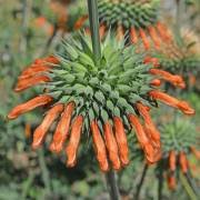 Image result for Coleus cylindraceus