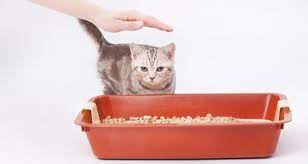 However, you will need the essentials, like: How To Train A Cat To Use The Litter Box Petcoach