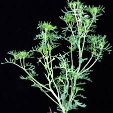 Image result for Chascanum schlechteri