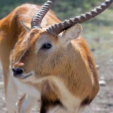 The official texas hunter safety course for your hunting license. At Some Texas Ranches Hunting Exotic Animals Is Touted As A Way To Support Conservation Efforts Abc News