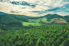 Greenery Photos, Download The BEST Free Greenery Stock Photos & HD Images