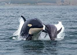 Wyjadają wątroby rekinom. Naukowcy na tropie zabójców drapieżników -  Zielona w INTERIA.PL