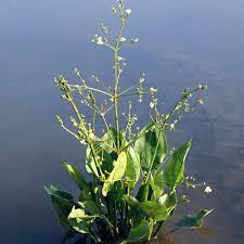 Image result for Alisma plantago-aquatica