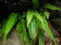 Image result for Deparia