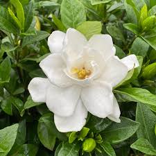 Image result for Gardenia