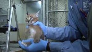 Will train caracat kittens for sale $800 houston, texas caracat cats. Caracal Kittens At Five Weeks Growing Fast Youtube