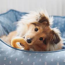 41+ hunde bilder zum ausdrucken kostenlos pictures. Hunde Bilder Kostenlos Ausdrucken Kostenlos Bilder Und Spruche Fur Whatsapp Und Facebook Kostenlos