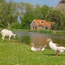 Bird A La Mode Reddit 2020 Pin By Espee On La Vie En Rose In 2020 Cottage In The Woods Photo Green Aesthetic