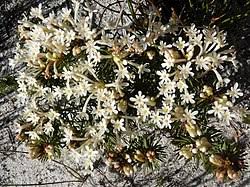 Image result for Gnidia goetzeana