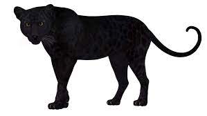 Black leopards average scored 0.76 goals per match in season 2021. Super Rare Black Leopard Sighting Confirmed In Kenya After Almost A Century Evolving Science