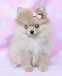Black And Brown Pomeranian Puppies For Sale Pomeranian Puppies For Sale At Teacups Puppies South Florida Cute Baby Animals Pomeranian Puppy Teacup Puppies