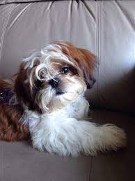 Shih Tzu Dog Black And Brown Brown And White Shih Tzu Black Shih Tzu Shih Tzu Dog Shih Tzu
