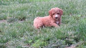 Find goldendoodle puppies for sale with pictures from reputable goldendoodle breeders. Martin S Goldendoodles Home Facebook