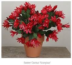 How to tell when it's time to water your cactus: Easter Cactus How To Grow And Care For Easter Cactus