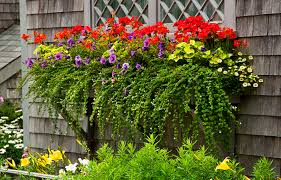 Flowers aren't the only plants you can add to your window boxes. Window Boxes How To Choose The Best Flowers Planters This Old House