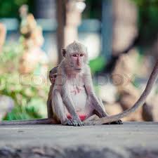 Check spelling or type a new query. Monkey On The Way Cute Monkey Stock Photo Stock Images Page Everypixel