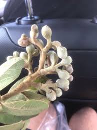 Image result for Trichilia capitata