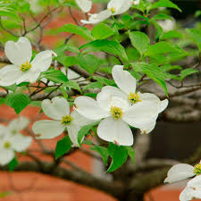 Image result for Cornus