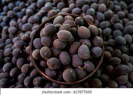Image result for Dialium