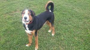 Vorbei die zeiten, in denen er vor den karren gespannt wurde, um milchkannen. Berner Sennenhund Mix Mischling Und Hybride Bernersennenhund De