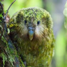 kakapó