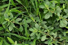 Image result for Zaleya