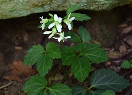 Image result for Cardamine