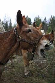 61 Burrosdonkeys Ideas Cute Donkey Donkey Pet Birds