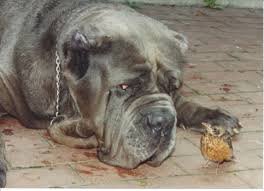 Neapolitan mastiff puppy playing with a jack russell terrier adult. Understanding The Neapolitan Mastiff Modern Molosser