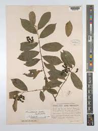 Image result for Monanthotaxis afra