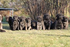 See german mastiff stock video clips. English Mastiff Pups For Sale Home Facebook