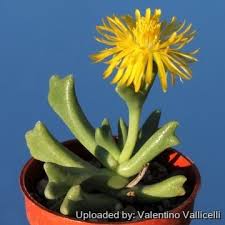 Image result for Hereroa