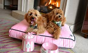 Hours may change under current circumstances The Best Pet Friendly Hotels In Los Angeles