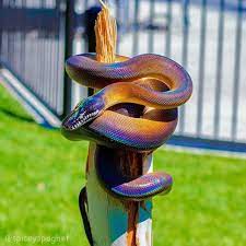 This Iridescent White Lipped Python Pretty Snakes Beautiful Snakes Anemone