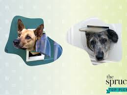 Manufacturers of the finest dog doors and cat doors in the 5. The 8 Best Dog Doors Of 2021