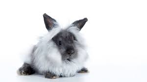You'll know a bunny kick when you see it, usually during playtime. Keeping And Caring For Lionhead Rabbits As Pets
