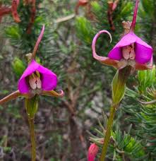 Image result for Disperis