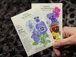 Pansy seeds may be slow to germinate (typically emerging in anywhere from 1 to 3 weeks, depending on soil temperature). How To Grow Pansies Start To Finish One Hundred Dollars A Month