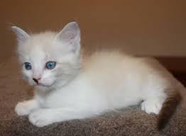 Gorgeous, longhaired ragdoll cats for sale. Ragdoll Kittens For Sale For Sale In Melbourne Florida Classified Americanlisted Com
