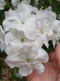 Image result for Brunfelsia americana