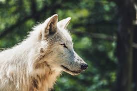 We have coyotes in our neighborhood. Meet Real Wolves At Texas Wolf Sanctuary