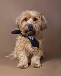 Shih Tzu Terrier Mix Black And Brown Daddy Shih Tzu Silky Terrier Mix 2 Yrs Silver Lake Humans Keyki Adamauntie What S In A Name Because He Is Such Pet Portraits Silky Terrier Furry