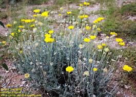 Find & download the most popular flower photos on freepik free for commercial use high quality images over 10 million stock photos. Desert Flowers Cactus Garden The Sonoran Desert With Child Friendly Facts