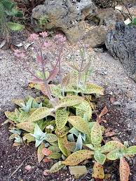 Kalanchoe Gastonis Bonnieri Donekey Ears Giant Kalanchoe Plants Succulents Cacti And Succulents
