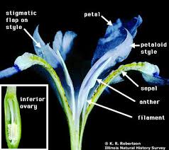 Image result for Iridaceae
